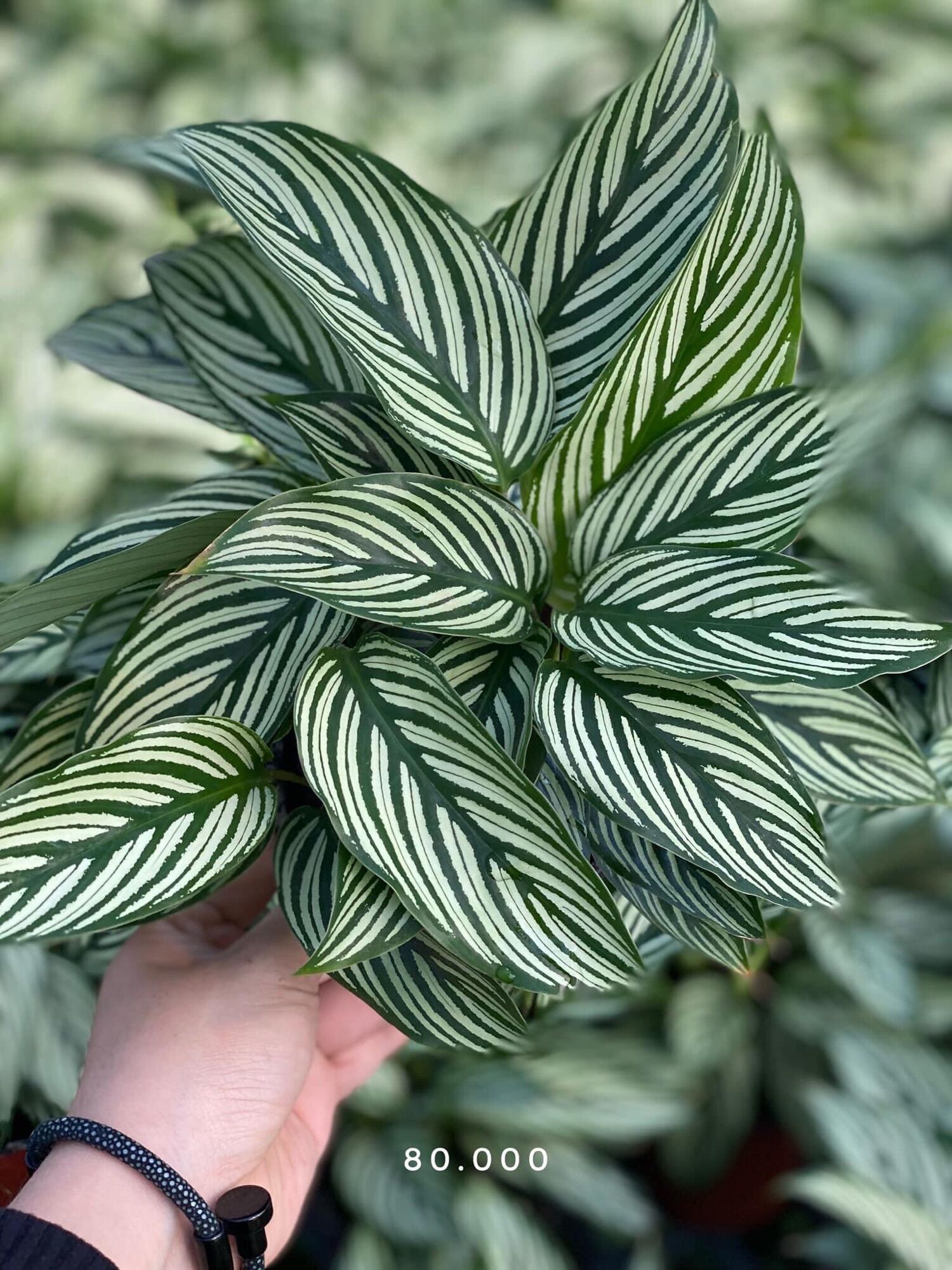 Cây đuôi công sọc trắng/ calathea vittata