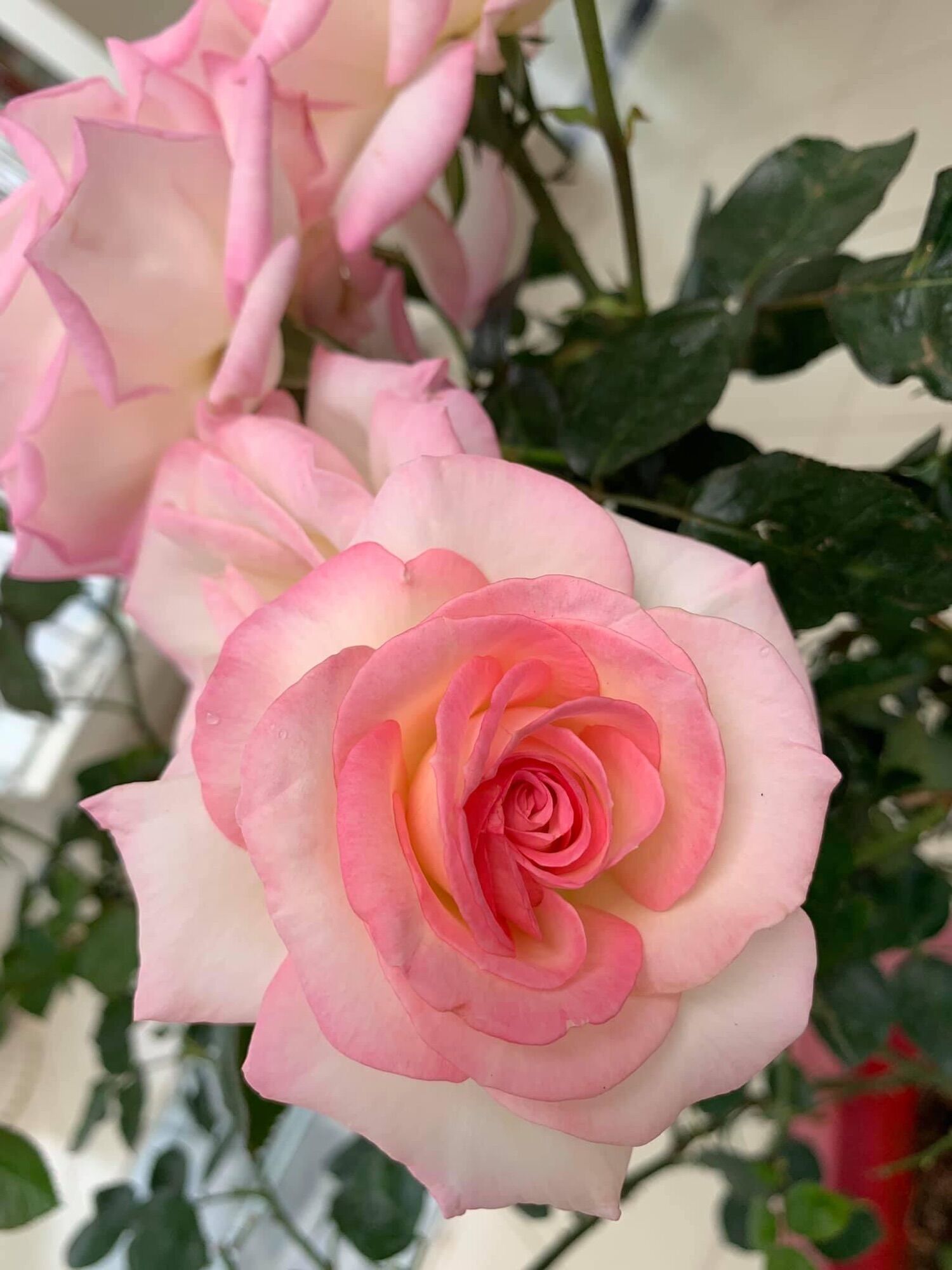Hoa hồng ngoại tree mini Monaco rose