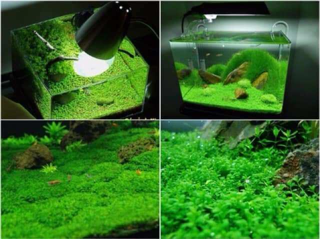 hạt giống thủy sinh, gói 10g.