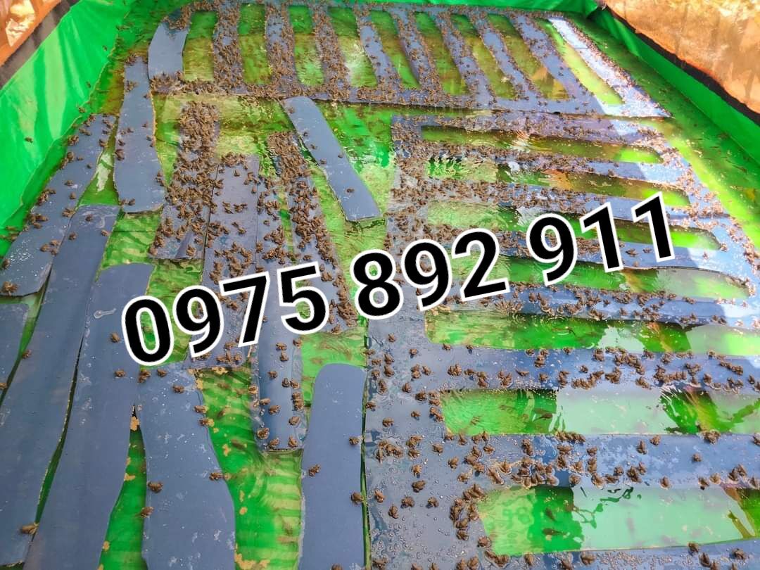 Bể bạt nuôi ốc ếch cá lươn chạch 4x2x0,8 xanh bộ đội