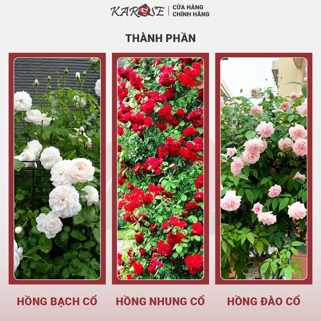(DATE MỚI 15-16gr) Trà hoa hồng KAROSE SIP