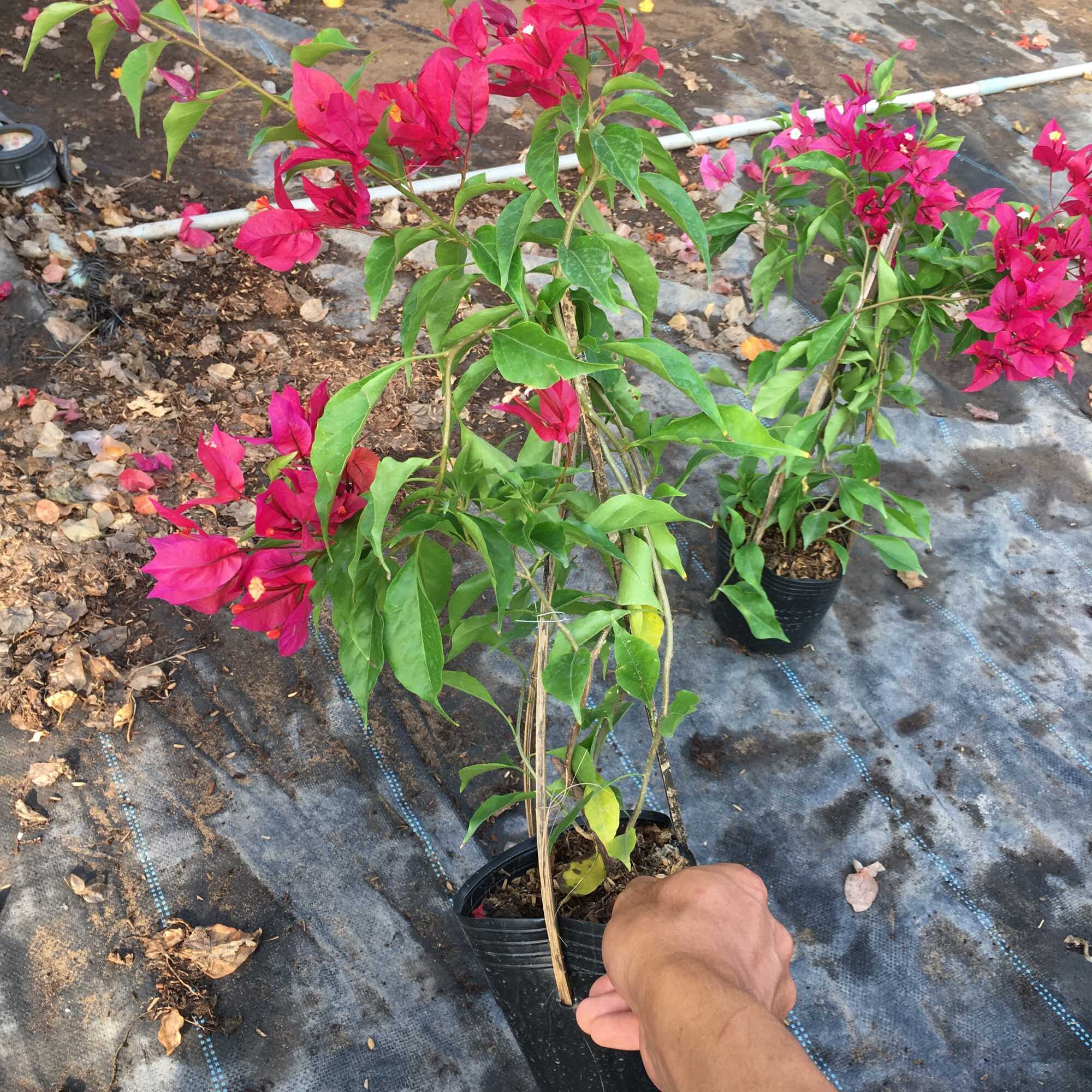 Cây hoa giấy Rupy Lửa, cây nguyên bản đang hoa đã thuần chậu C6.