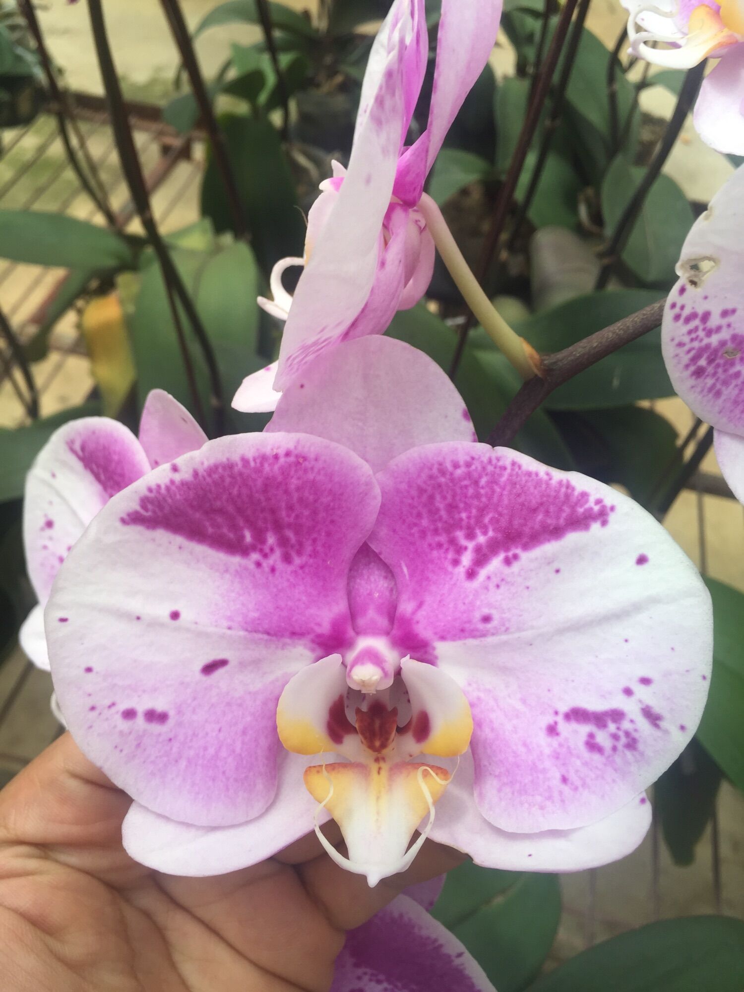 Hồ điệp đang 1 ngồng hoa - Cây Tơ