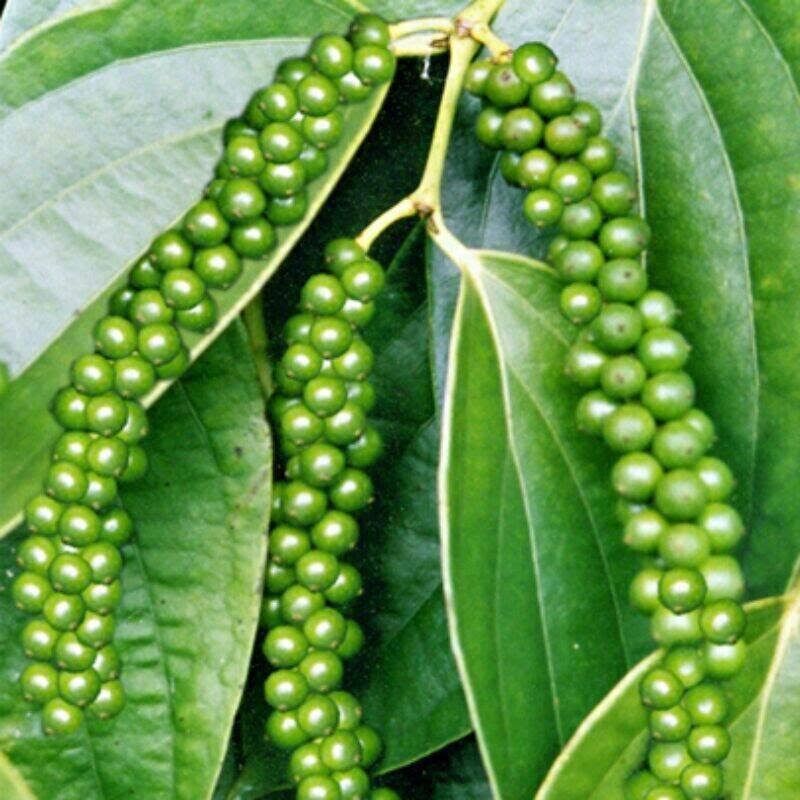20g - COC 85 WP – Trừ Nấm Bệnh Cho Cây Trồng