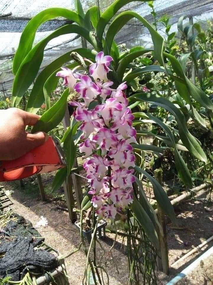 Cửu bảo tiên hoa thơm cây trưởng thành sắp hoa