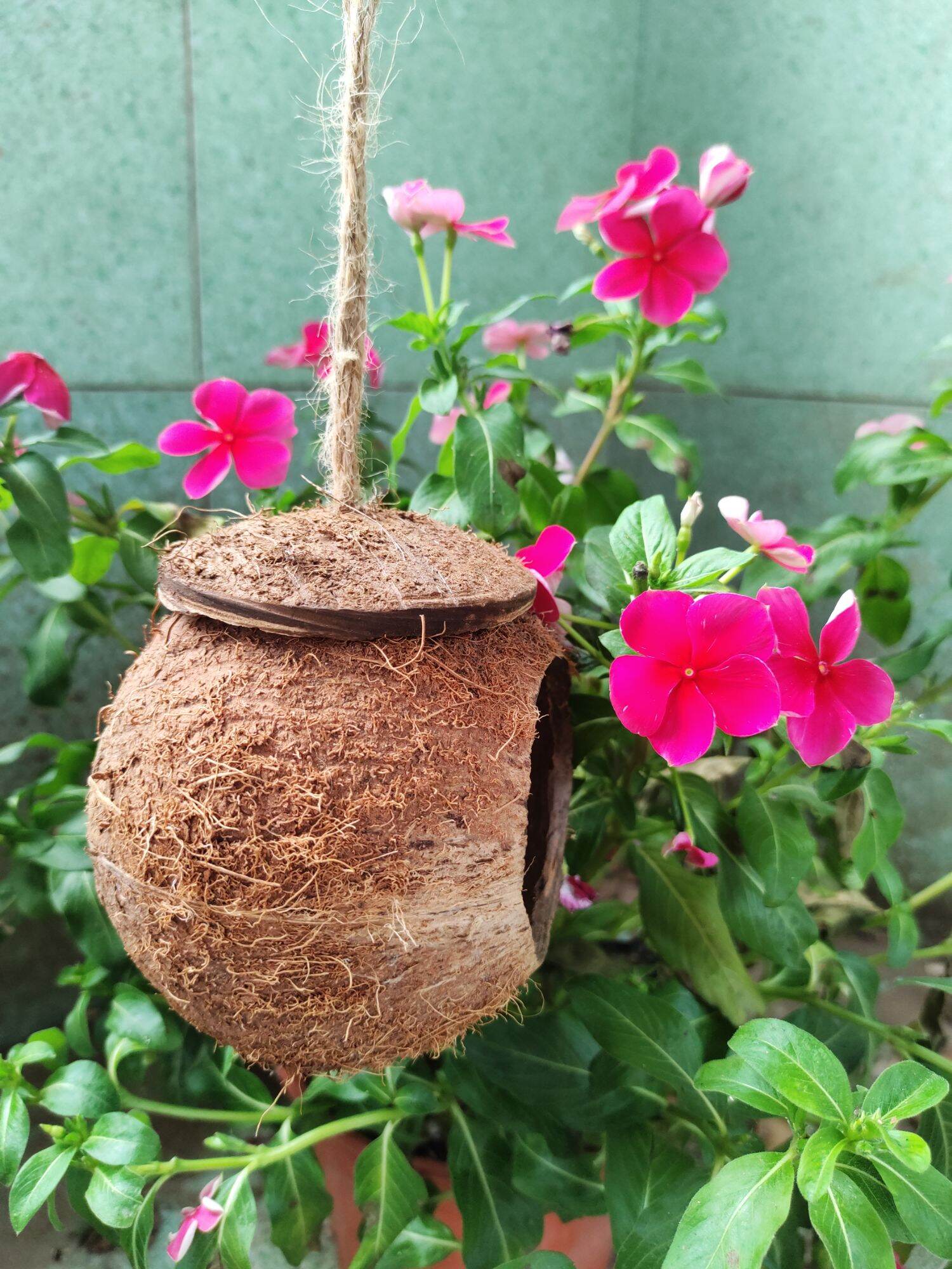 TỔ CHIM HAMSTER THÚ CƯNG GÁO DỪA MINI SIZE