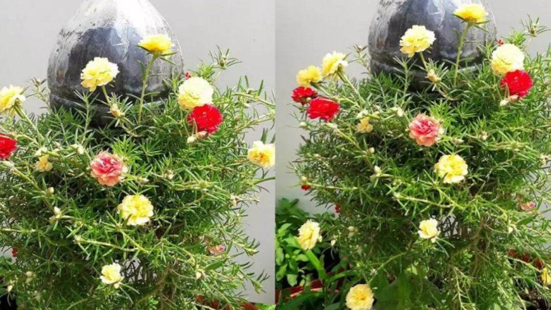 Mười giờ Mỹ tươi -5 nhánh có nụ mập ú