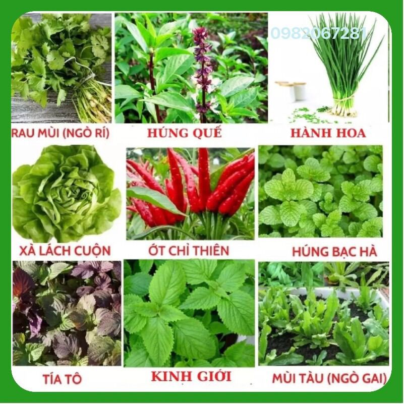 Hạt giống rau củ quả 4 mùa combo 9 loại rau thơm gia vị trồng chậu, vườn dễ chăm sóc, tỷ lệ nảy mầm cao
