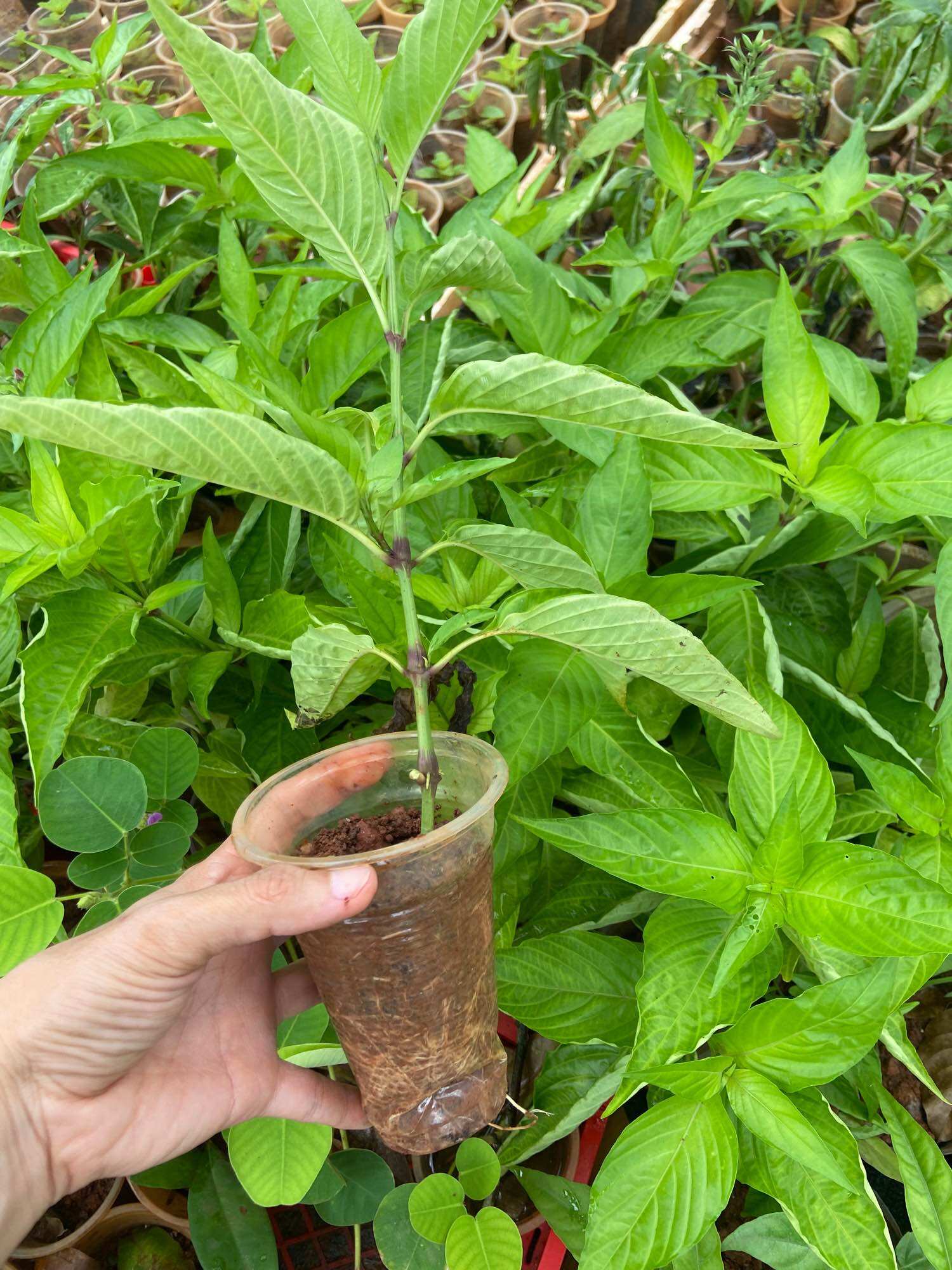 Cây lá cẩm đỏ, lá cẩm tím
