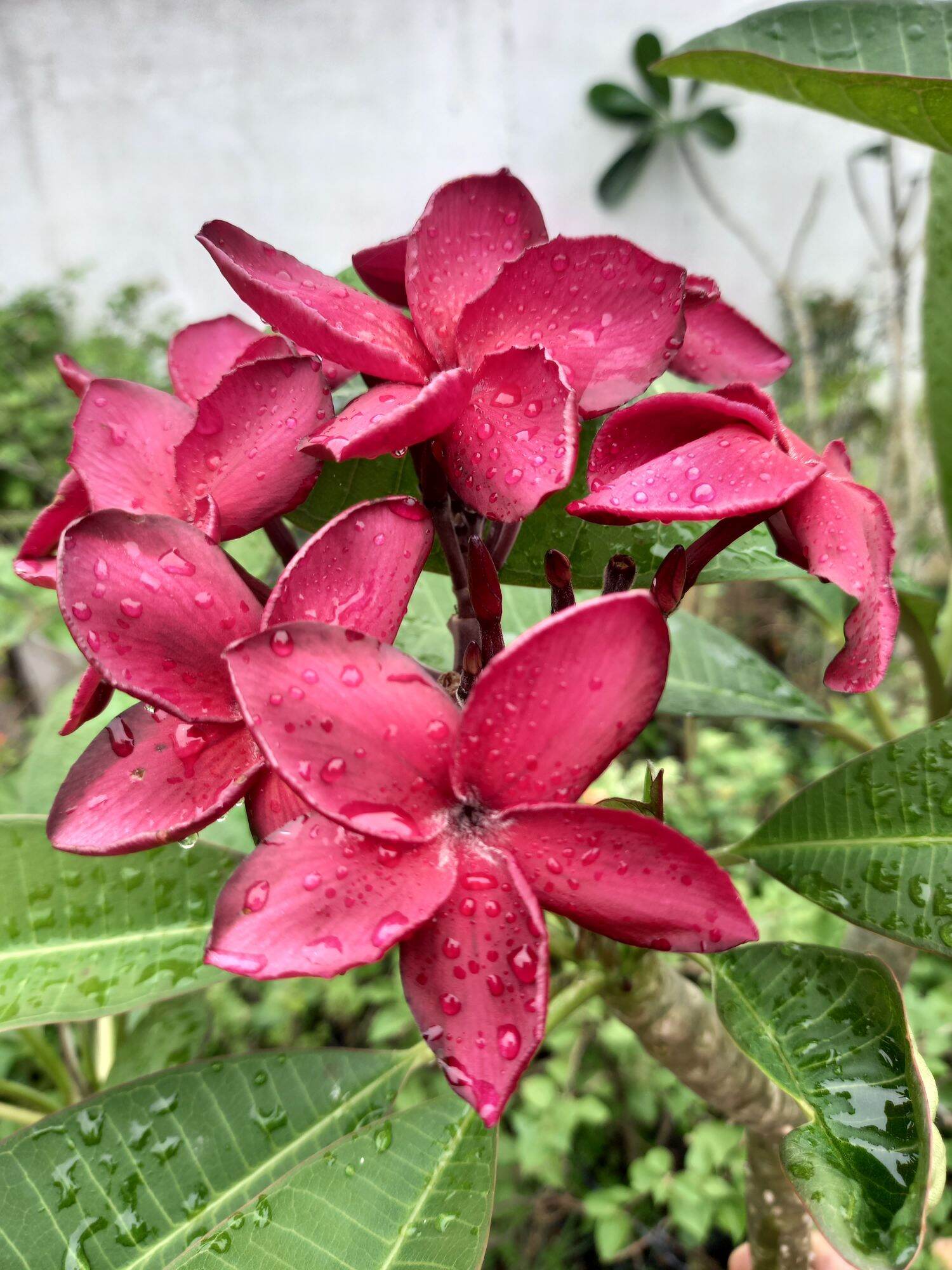 cây sứ đỏ nhung hoa thơm