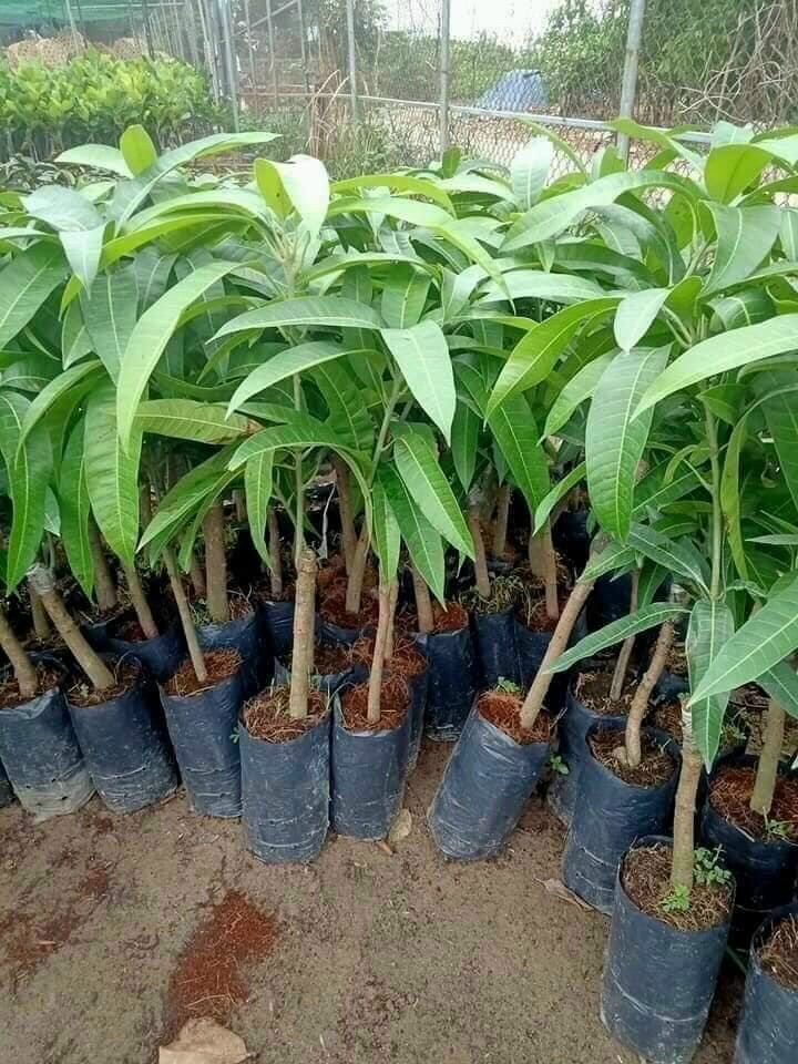 Cây giống Xoài Úc