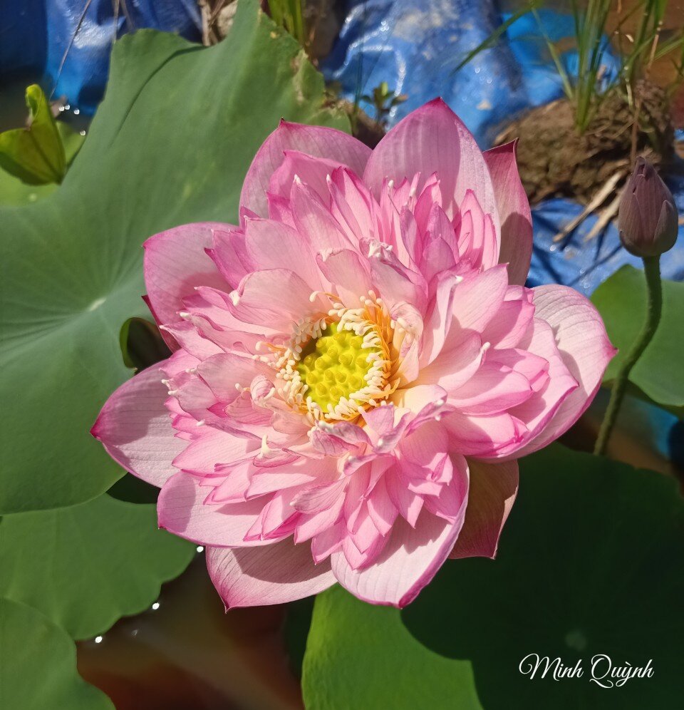 Củ sen Pink Lady