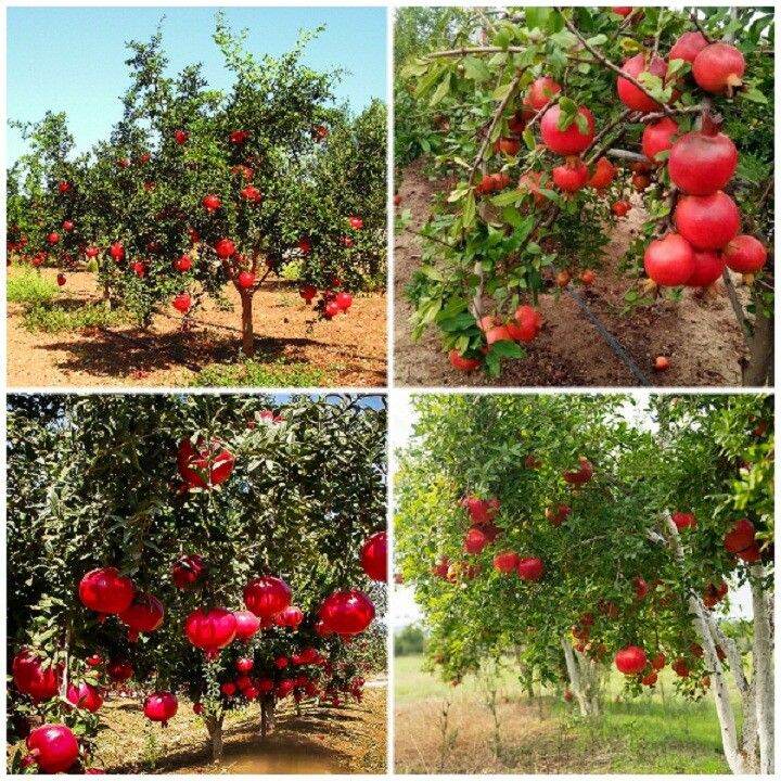 Cây giống Lựu lùn đỏ ai cập (siêu sớm cây lùn trồng chậu)