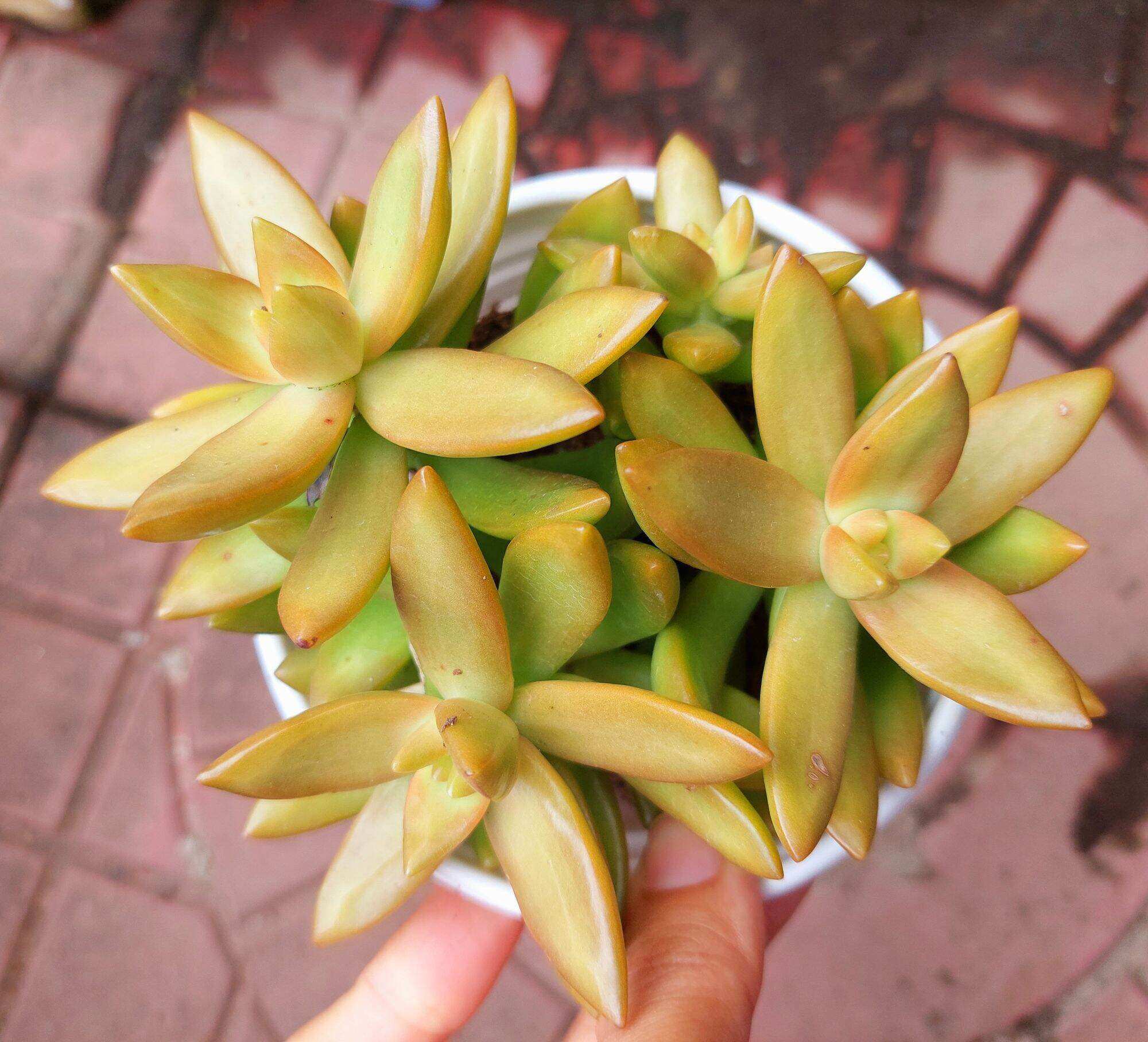 Sen đá cam size trung 5-7 cm xuất vườn đà Lạt