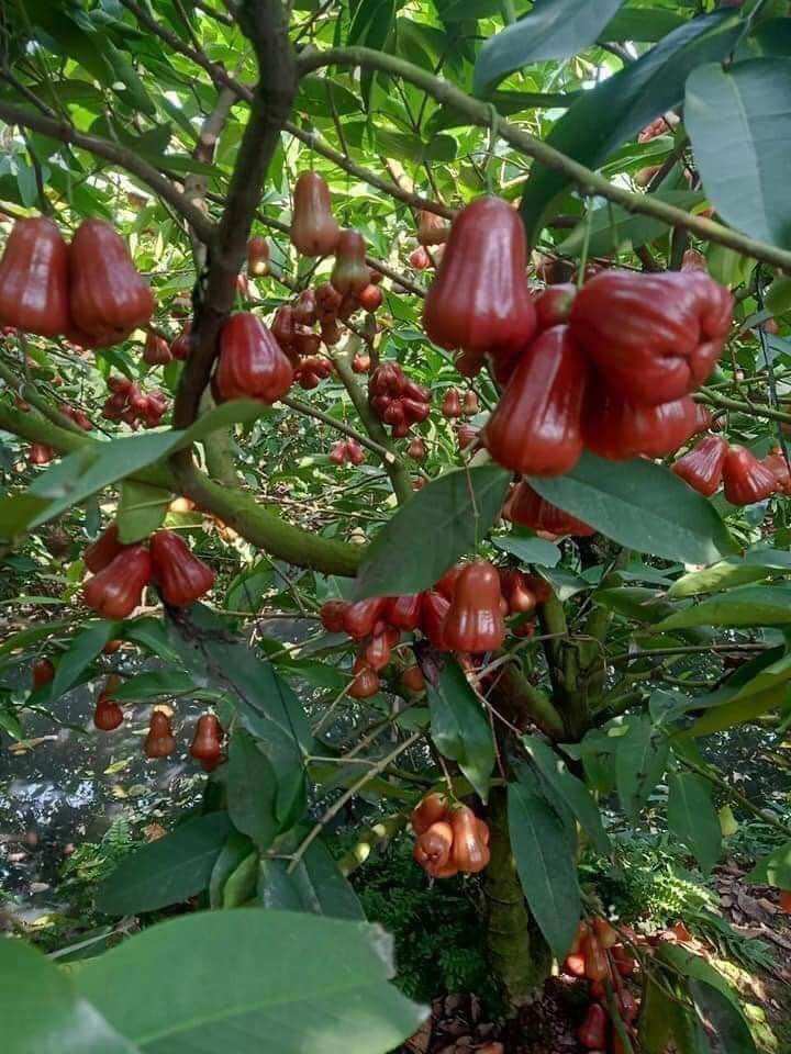 Cây giống roi đỏ an Phước