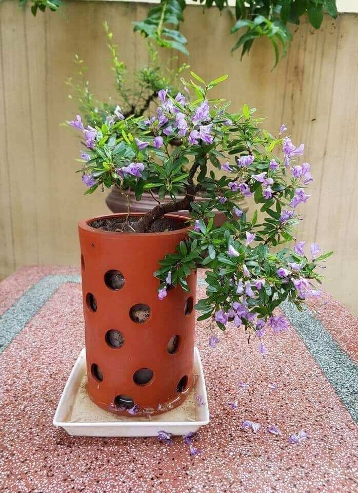 bông tai giống vàng non Thái lan