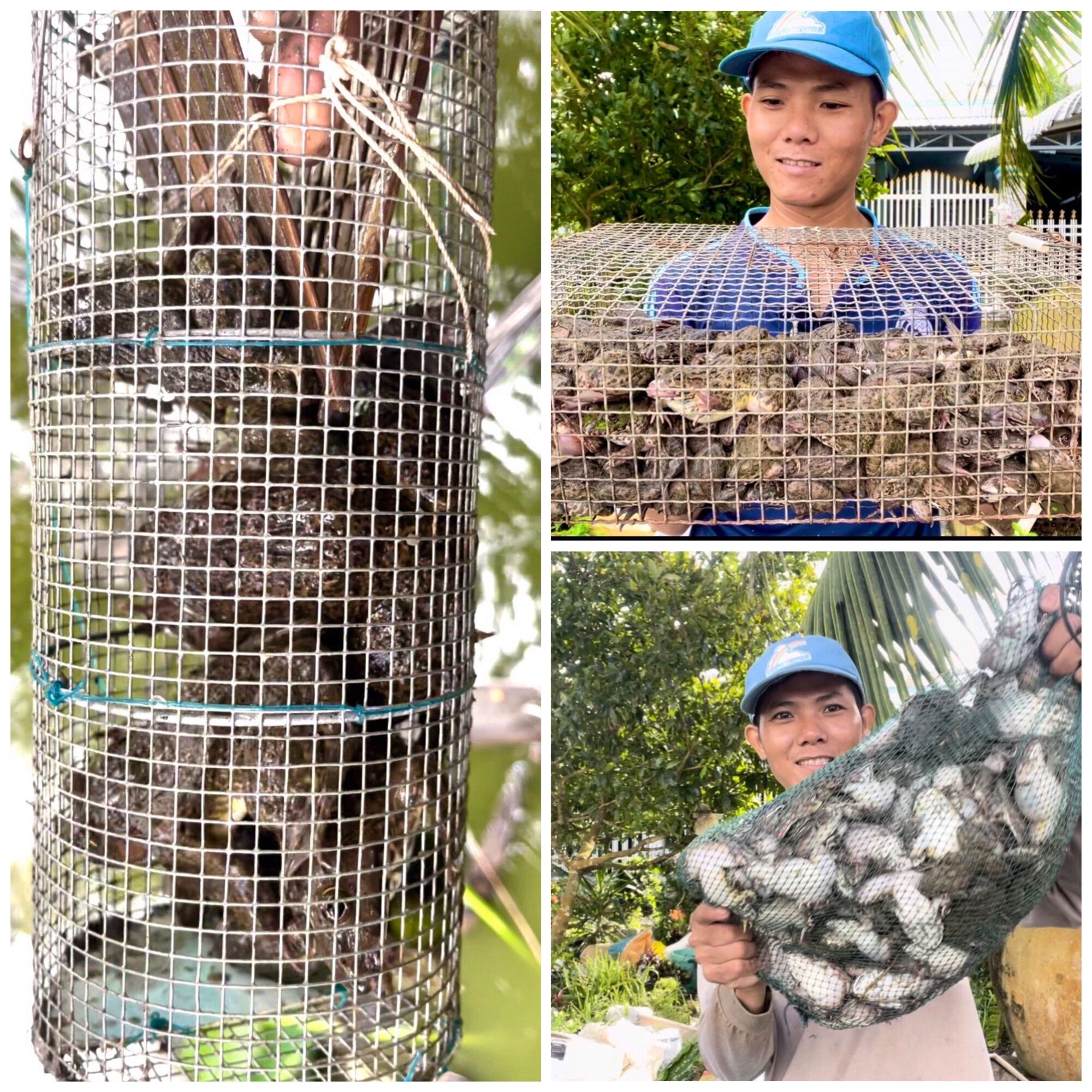 5 Lợp ếch hom tre