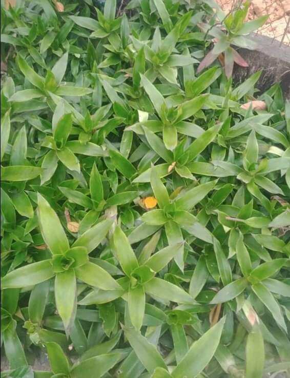 Cây giống lược vàng