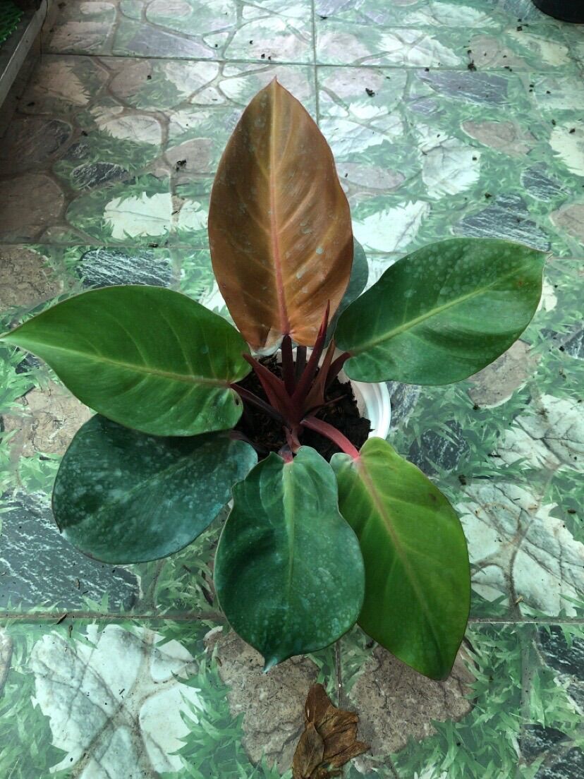 Trầu bà đế vương đỏ nâu