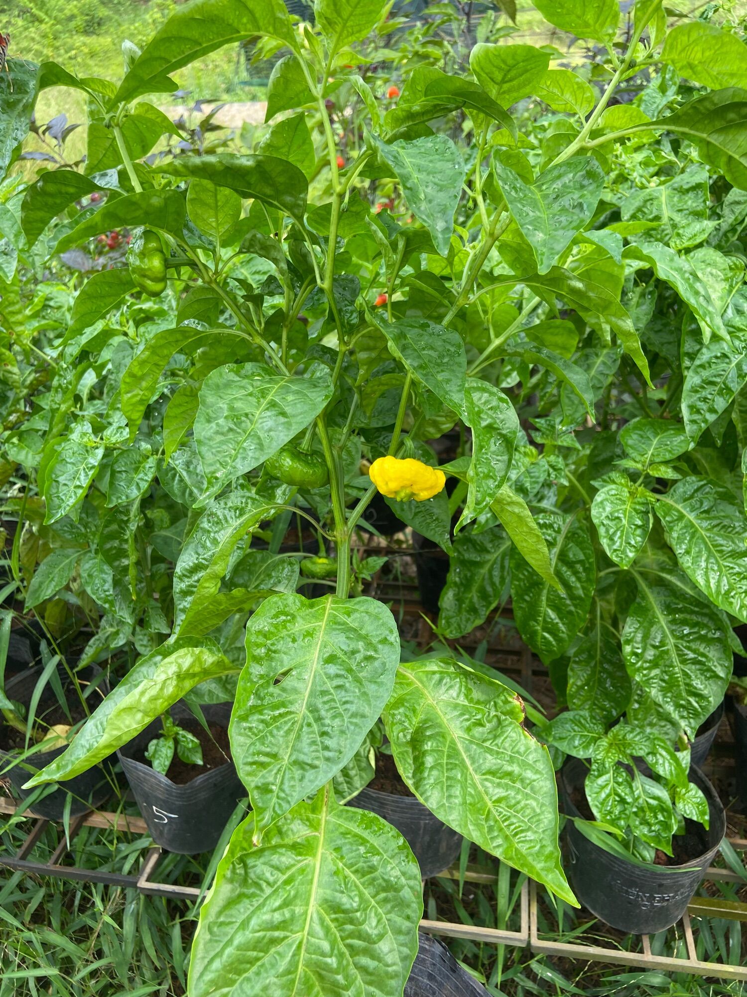 Cây ớt ks lemon starburst