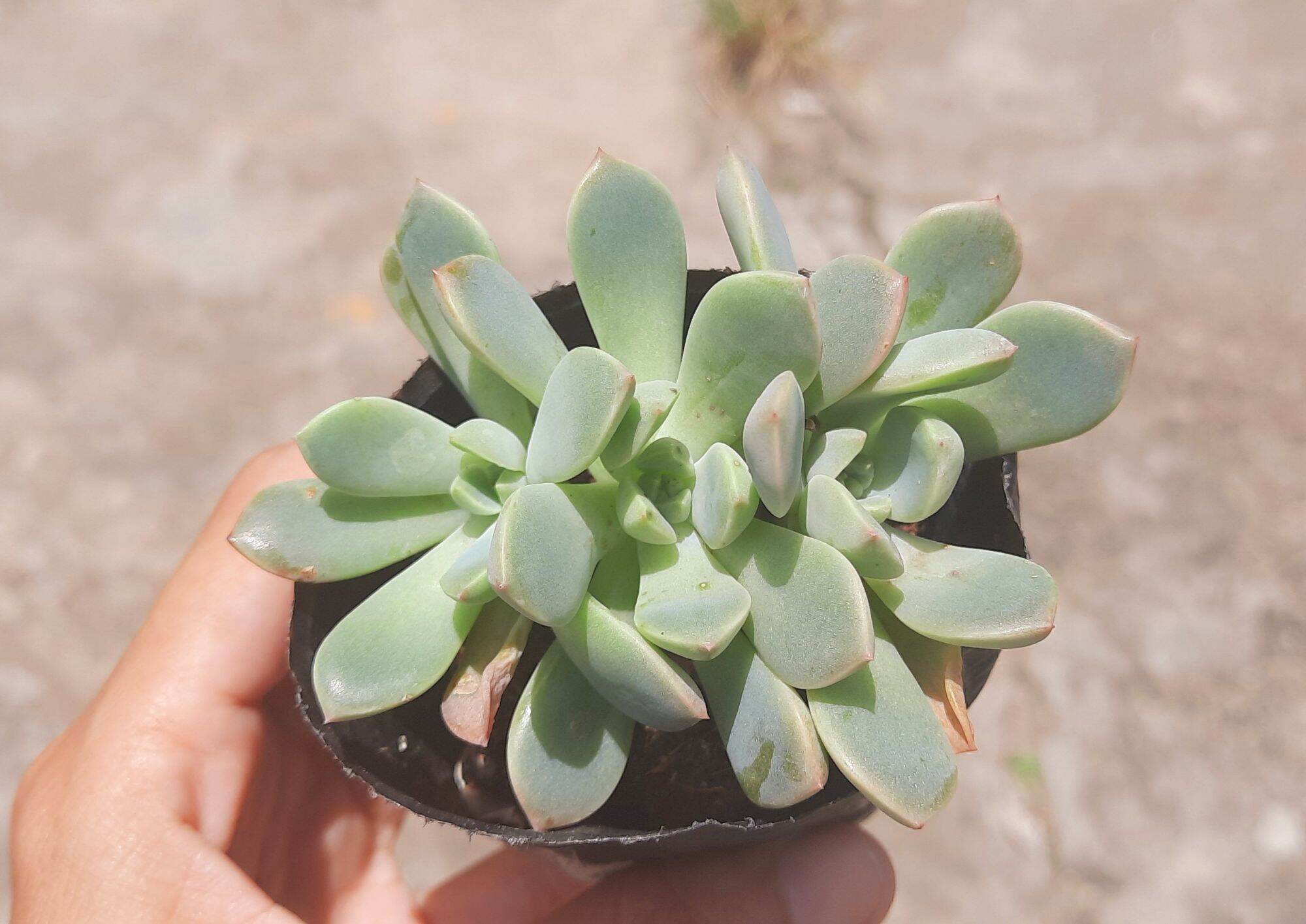 Sen đá HỒNG QUẾ size bầu