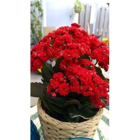 Sống đời cánh kép