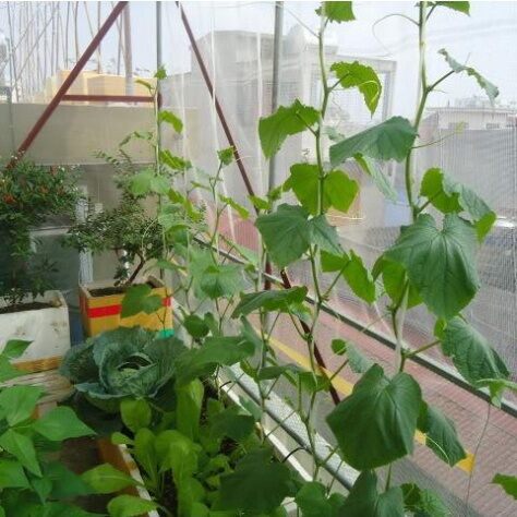 Hạt Giống Dưa Chuột Nếp ( dưa leo)