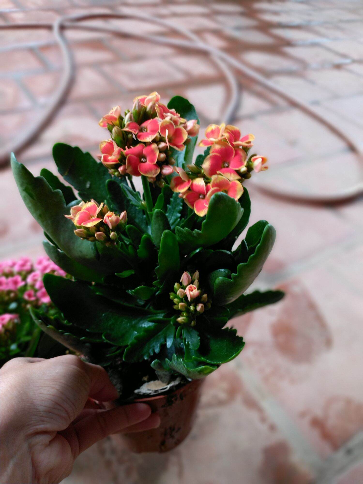 Cây hoa sống đời kép