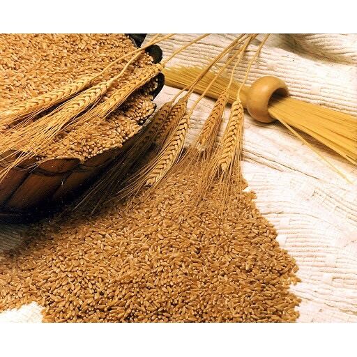 Hạt Lúa mì vàng Thức ăn gia cầm (GÓI 1KG )