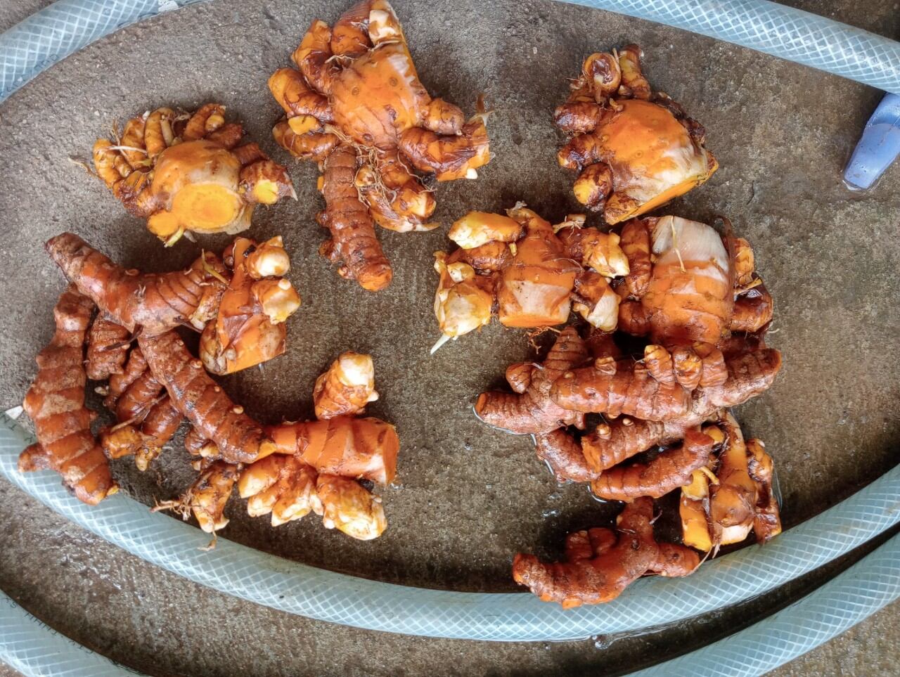 500g nghệ vàng rừng tươi loại 1