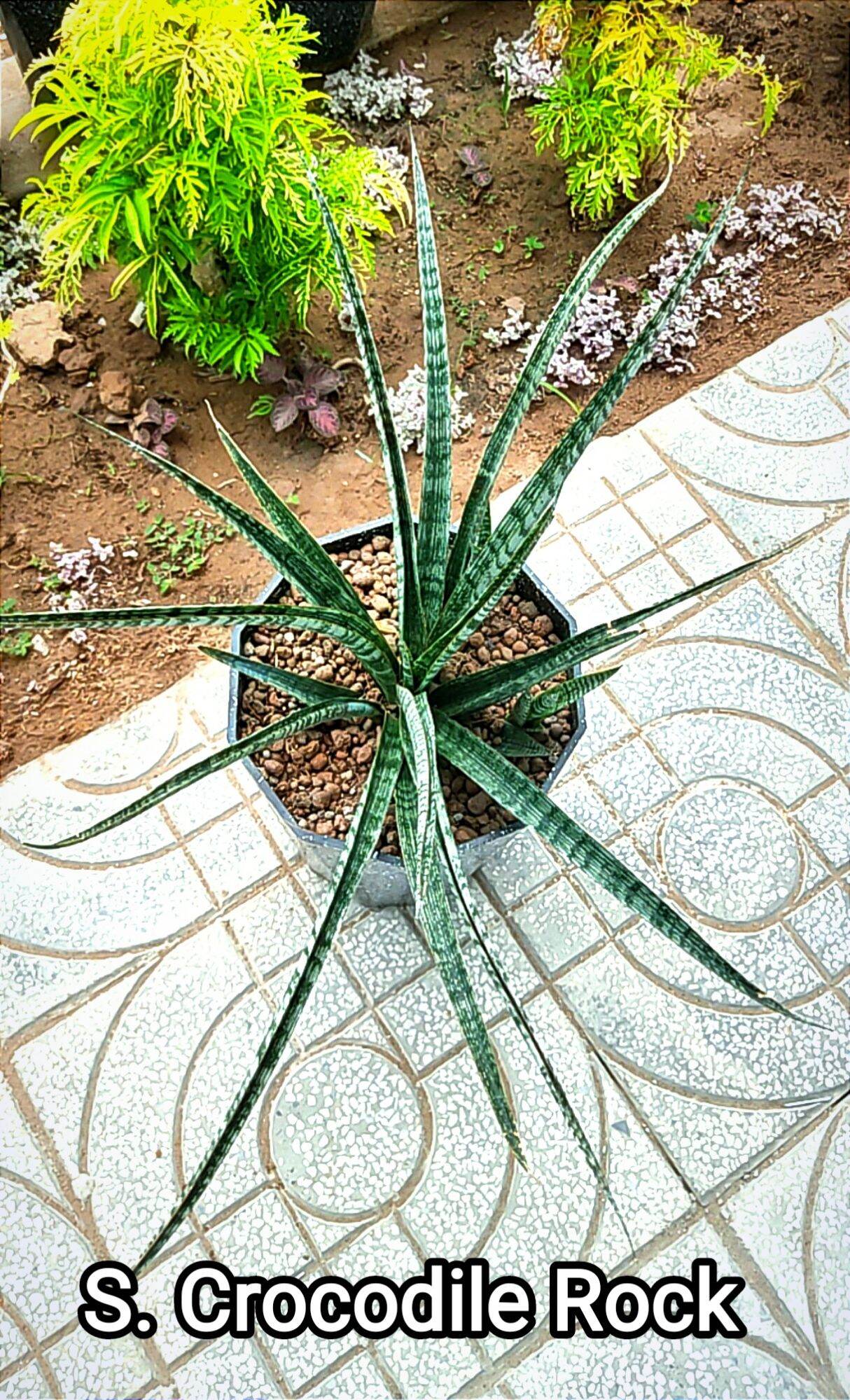 cây lưỡi hổ vân lá đẹp - Sansevieria Crocodile Rock
