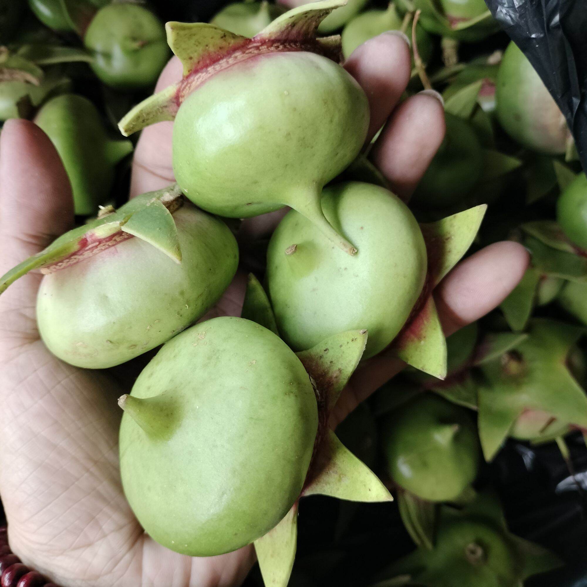 Hoa bần, rễ bần, trái bần sấy ( hái theo yêu cầu)