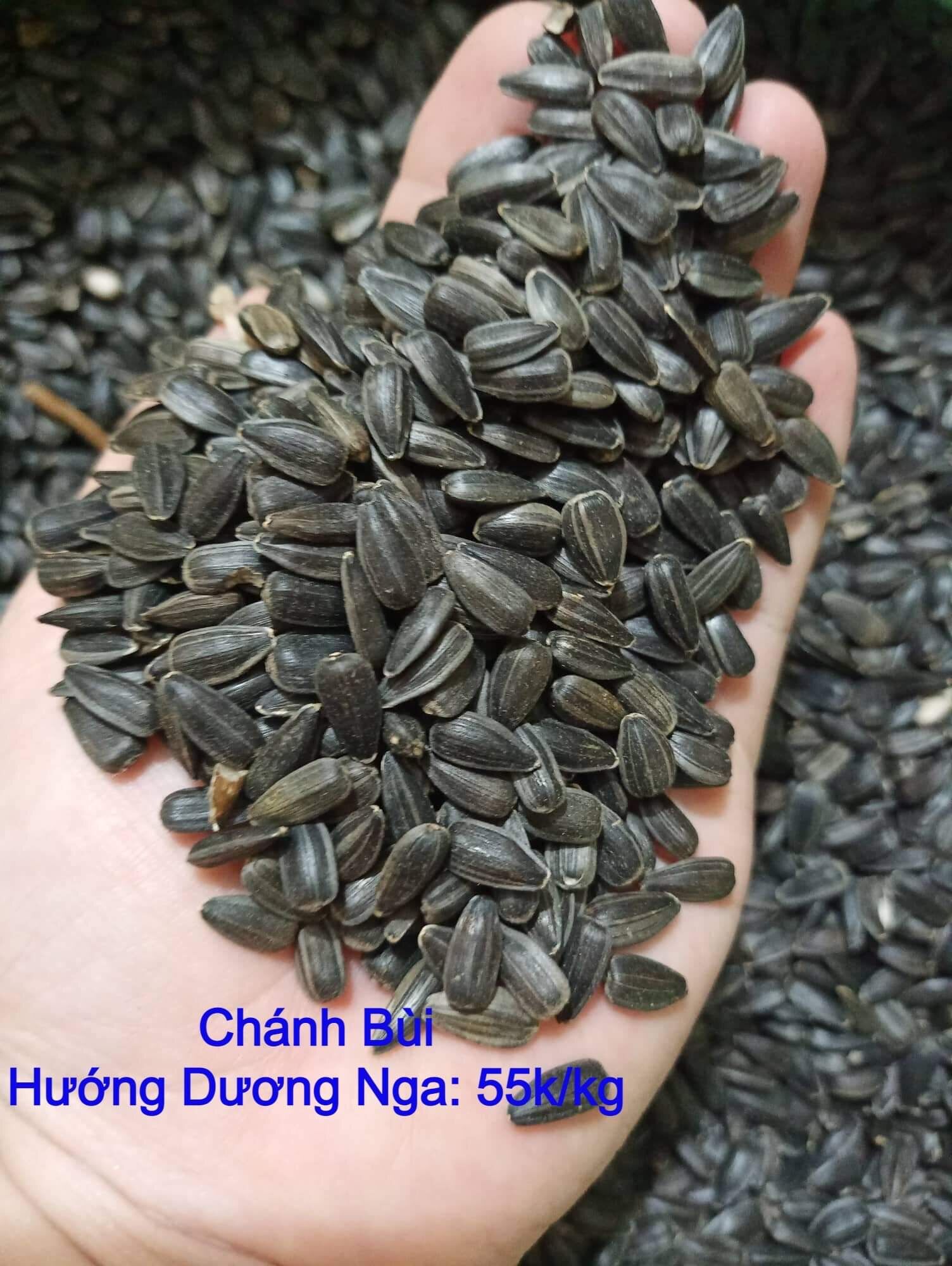 Hạt Hướng Dương Nga size Nhỏ Cho Vẹt & Hamster