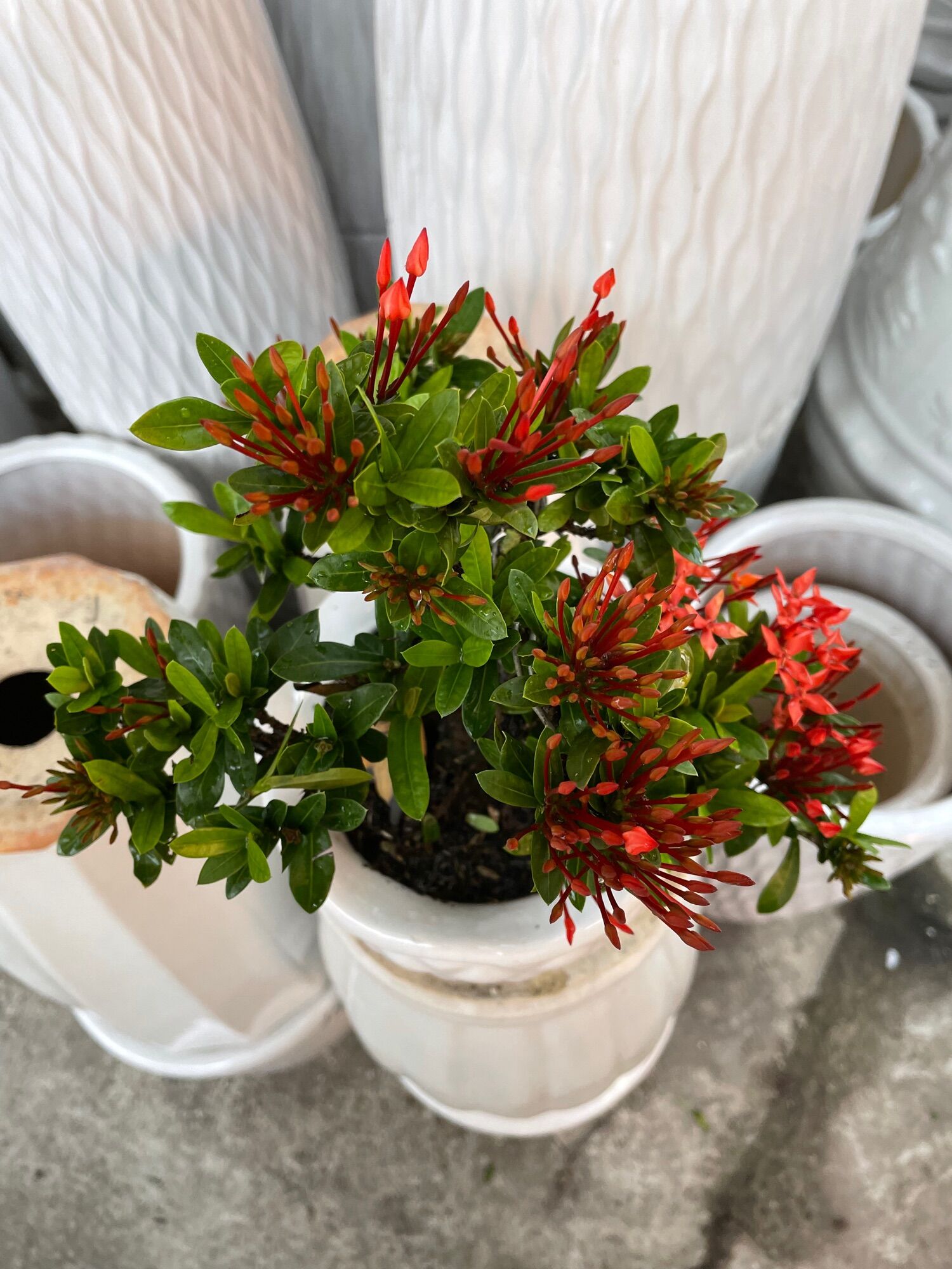 Trang Thái đỏ bonsai mini có chậu