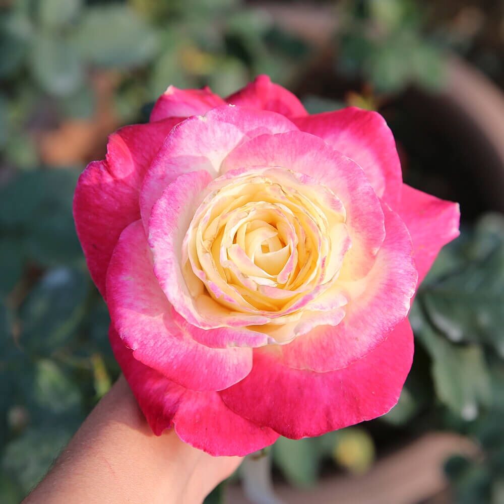 Hoa hồng ngoại Double Delight rose - hoa to, hoa thơm