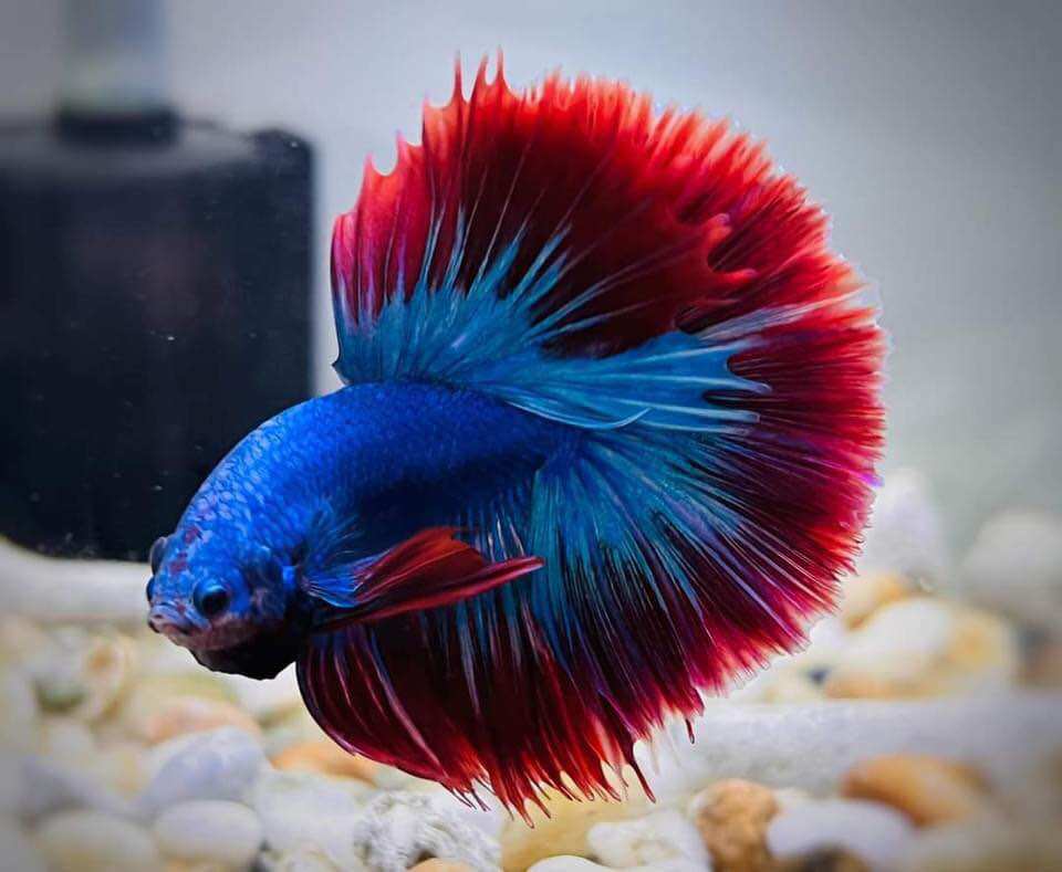 🌹 BETTA 🌹 koi Nemo glx ( làm giống tốt )