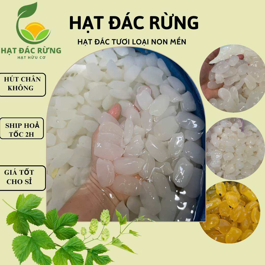 1KG HẠT ĐÁC TƯƠI KHÁNH HOÀ NON  Mềm nấu chè rim trái cây