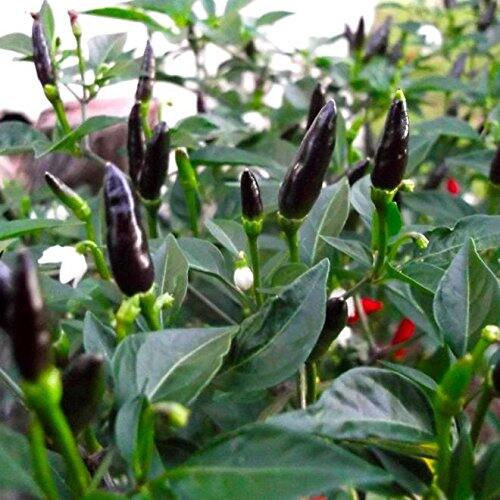 Hạt Ớt chỉ  thiên  đen 5 hat