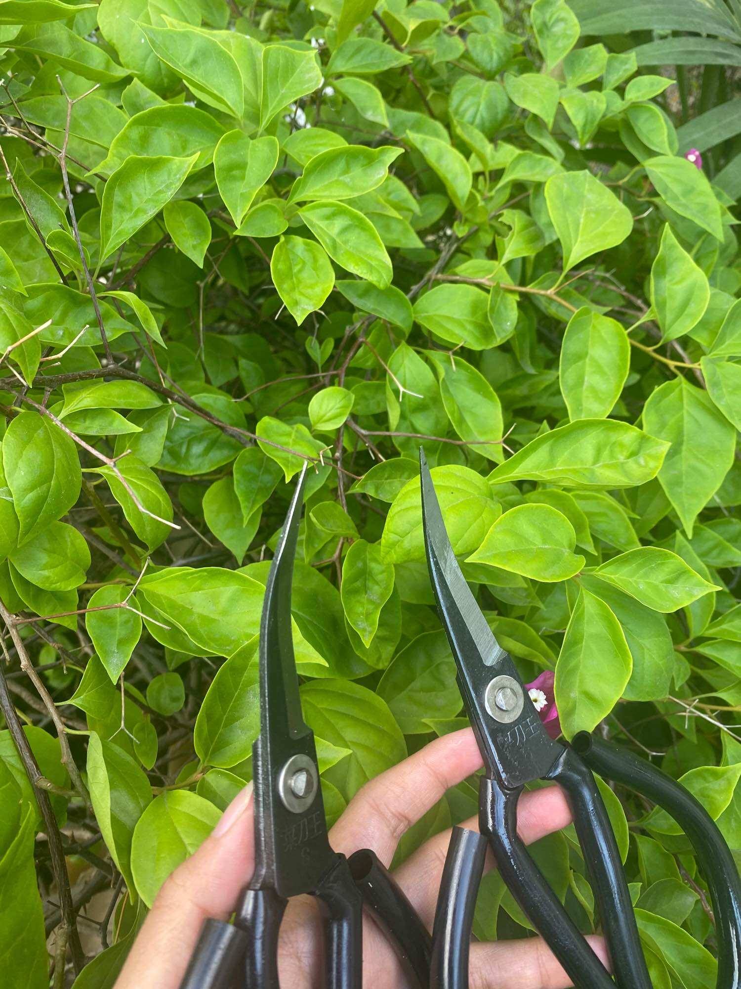 Kéo mũi cong lưỡi Thép đen - Mẫu cán đen 20cm