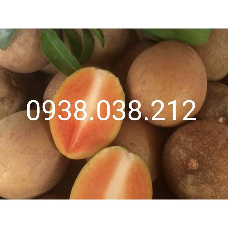 Cây giống hồng xiêm xoài