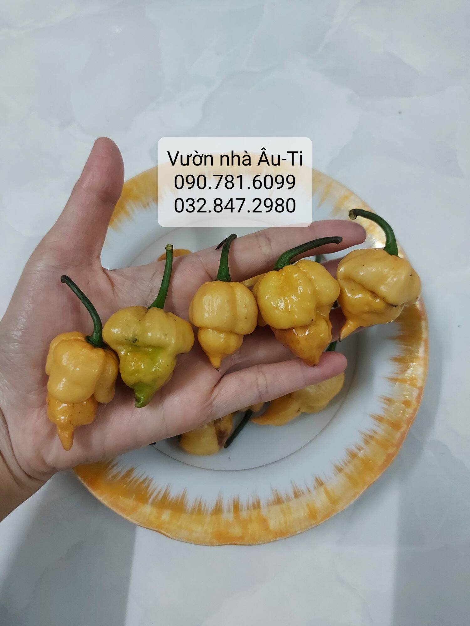 Cây ớt Pockmark Peach như hình