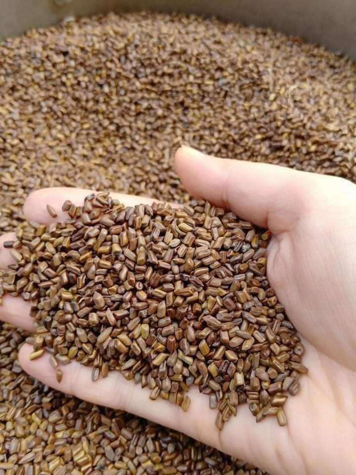 1 kg hạt muồng loại 1