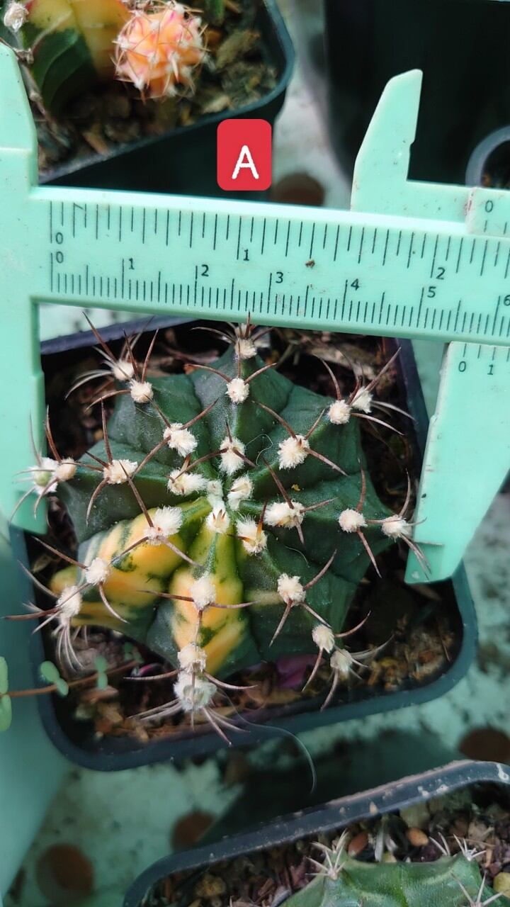 Xương rồng lem chậu 7cm