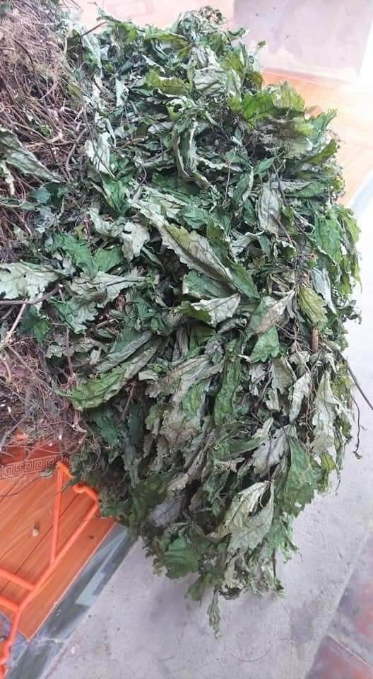 1kg cây cơm kìa  (lá đắng)