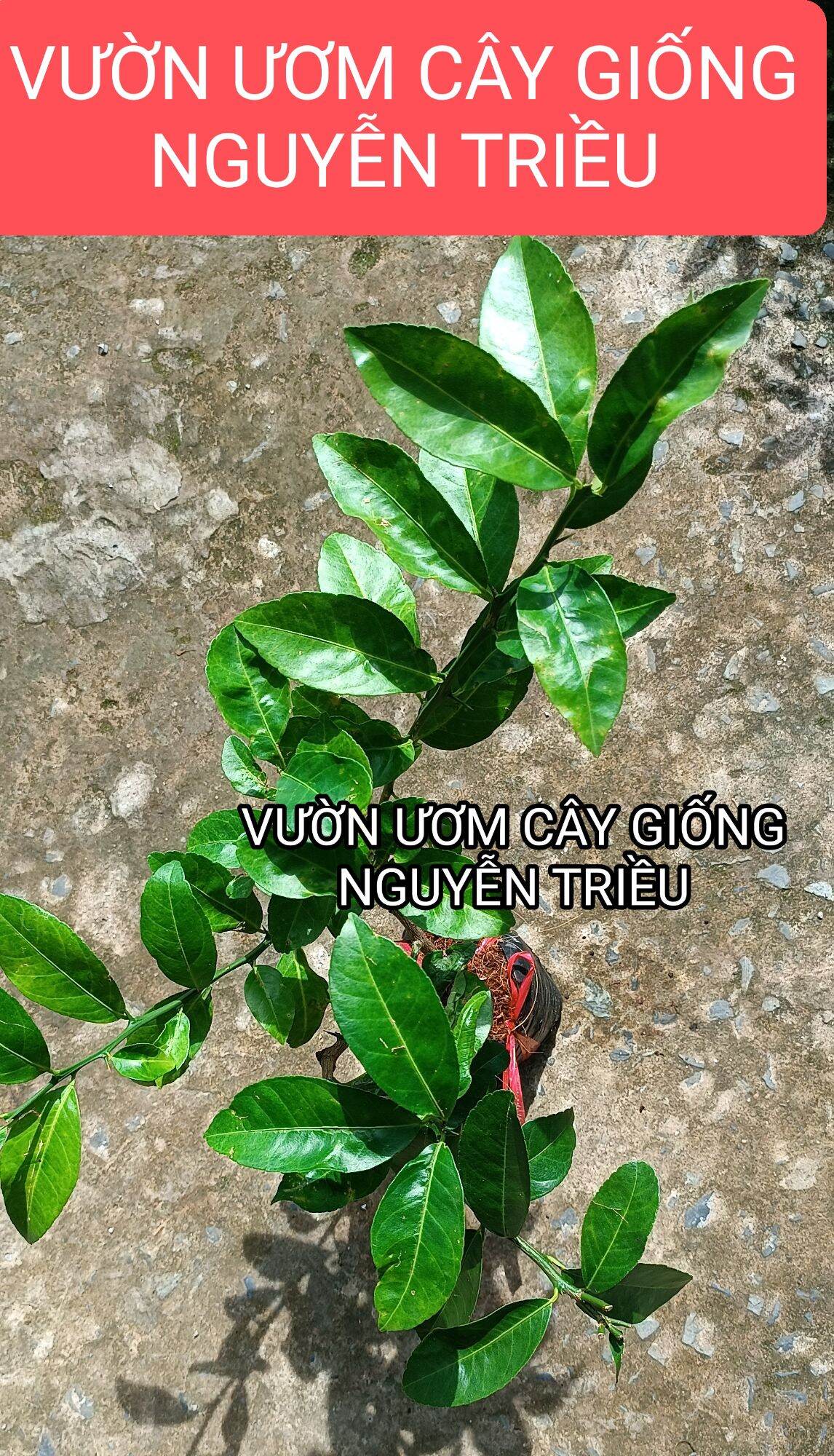 CÂY CHANH ĐÀO RUỘT ĐỎ CHUẨN F1 (  CÂY CHIẾT CÀNH , RA QUẢ SAU 5-6 THÁNG TRỒNG )