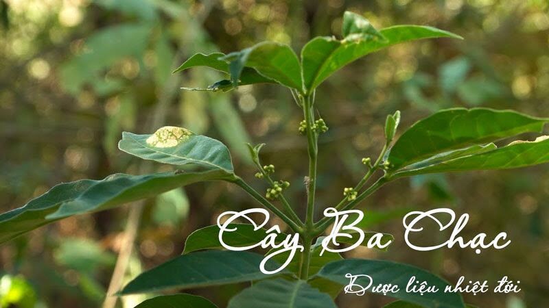 Cây ba chạc nguyên bản