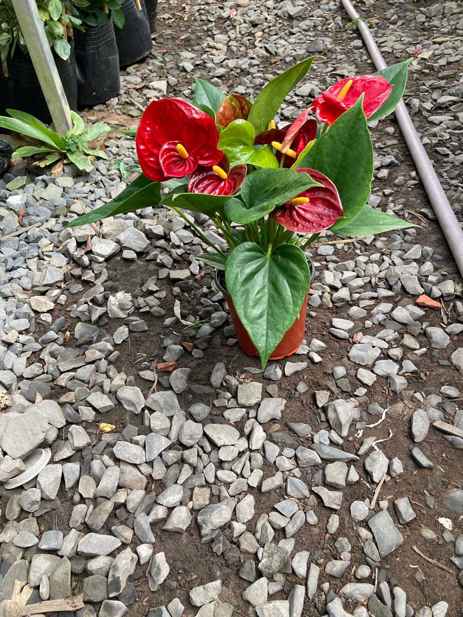 Cây hồng môn đỏ kép