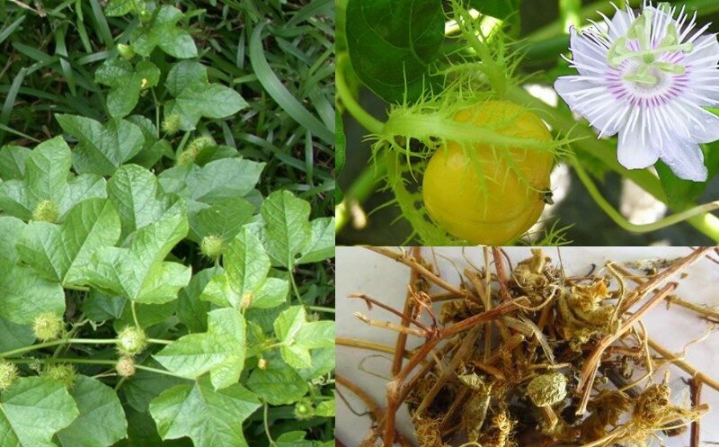 Rễ và thân leo chùm bao ( lạc tiên)