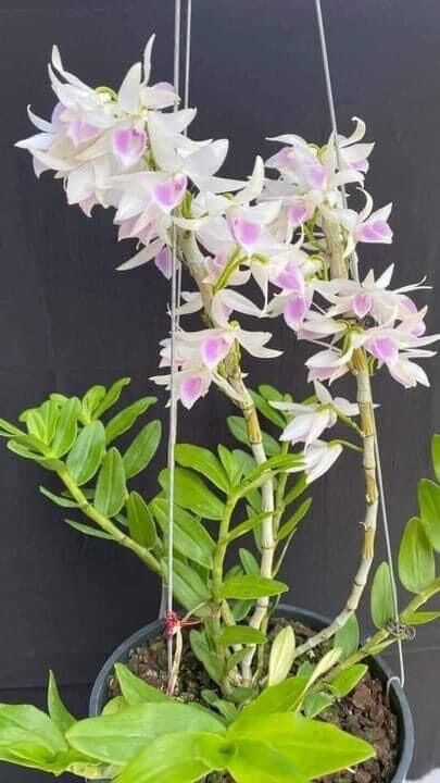 Hoa Lan phi điệp