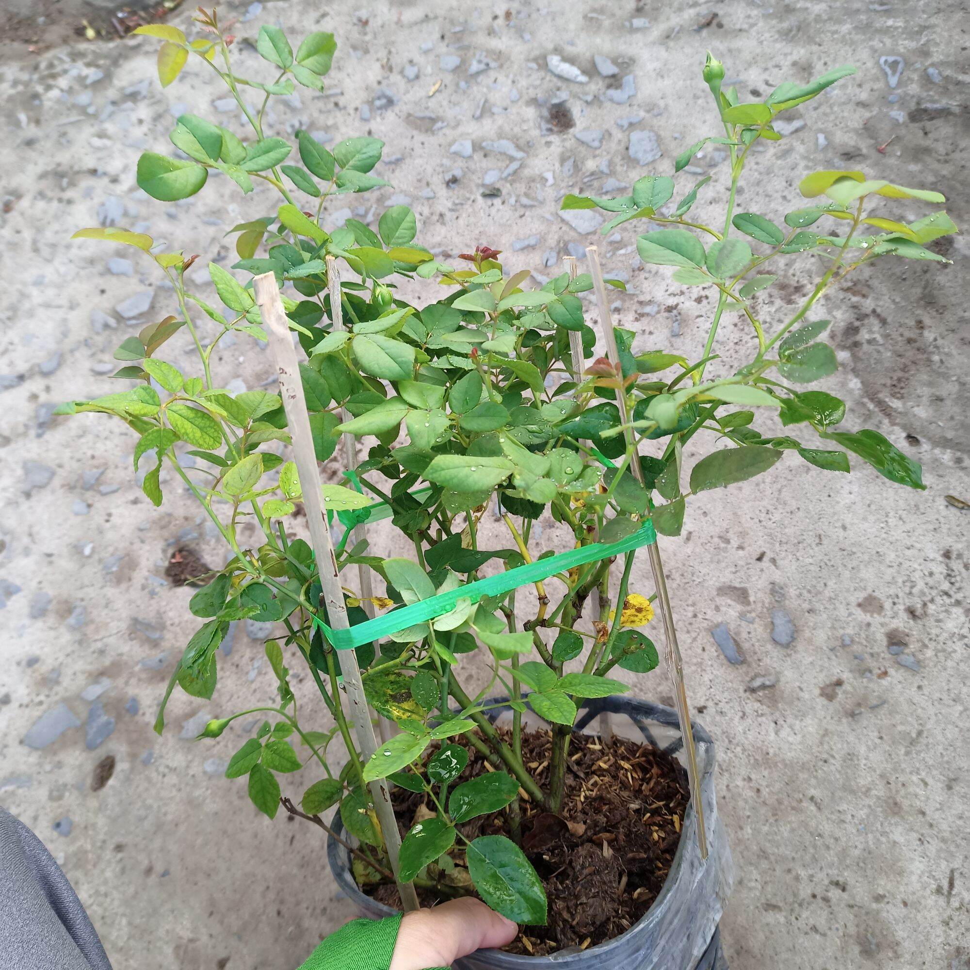 Hoa hồng pas de deux cây cao 40cm trở lên